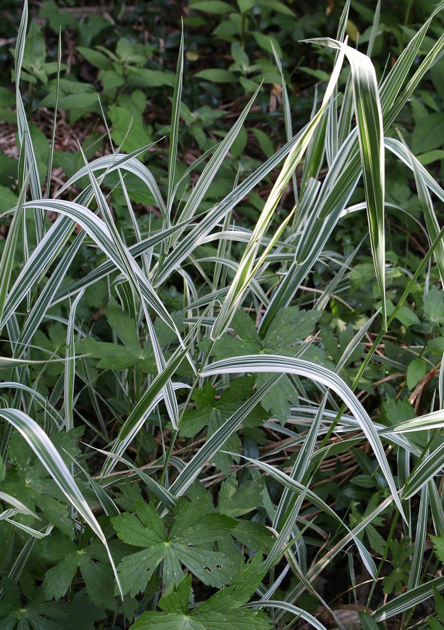 Photo of Variegated Ribbon Grass